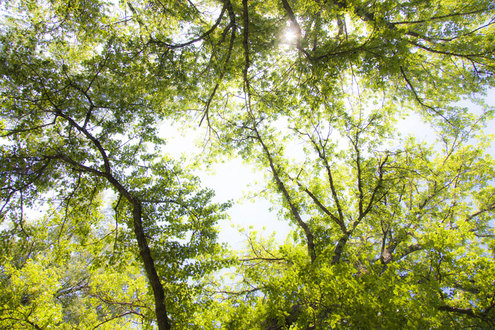 Keväisen vaalenvihreät lehtipuuiden latvat peittävät taivaan, sillä puut on kuvattu maasta päin taivasta kohti.