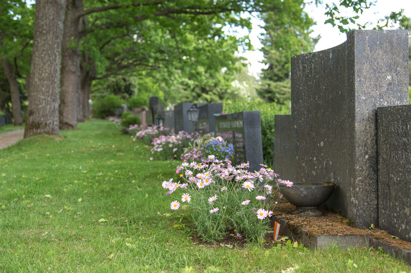 Tammikujan alla on hautoja, joilla kasvaa vaaleanpunaisia tahtikukkia.