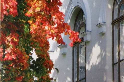 Valkoisen rapatun talon ikkunan vieressä kukkii valtava oranssinpunainen pensas.