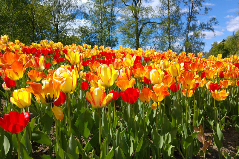 Tuhkien sirottelupaikka Hatanpään arboretumiin - Tampereen seurakuntayhtymä