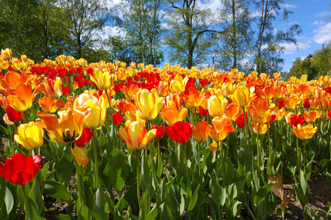 Hatanpään arboretumin keltaiset ja punaiset tulppaanit kukassa.