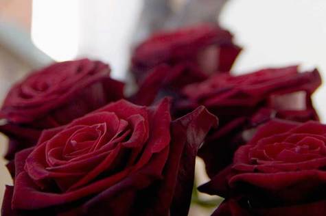 Viisi tumman punaista ruusua.