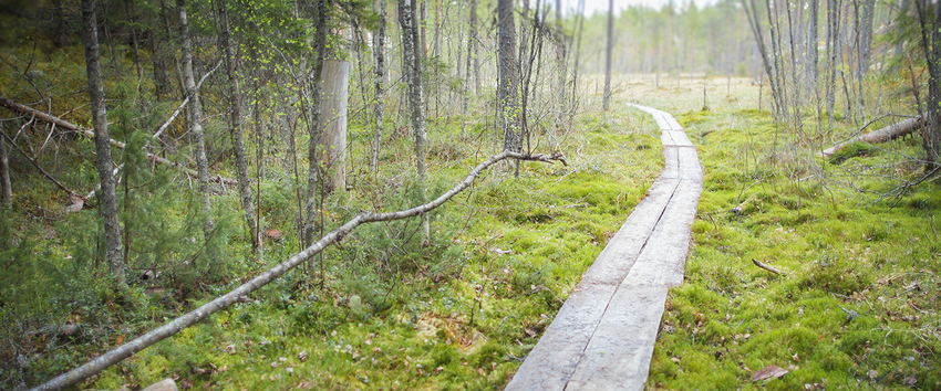 Pitkospuita Helvetinjärven suolla.