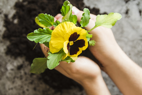 Keltaista orvokkia istutetaan multaan.