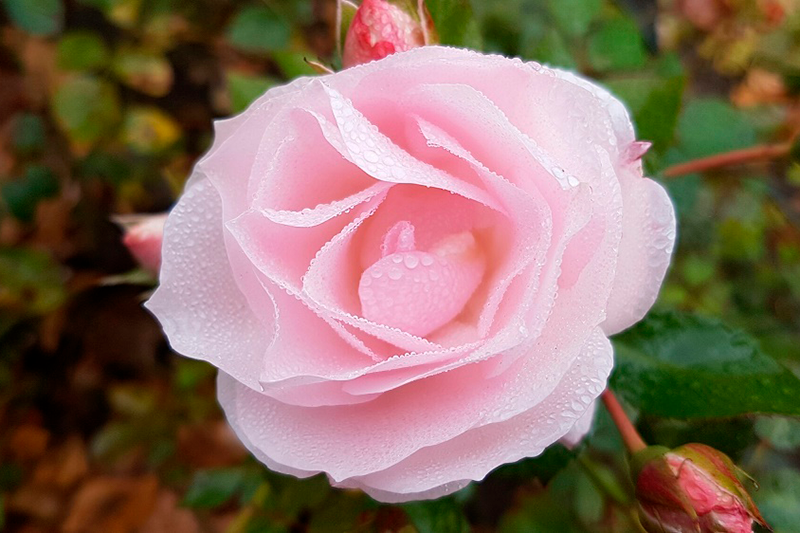 Vaalenapunainen ruusu jonka terälehdillä kastetta.