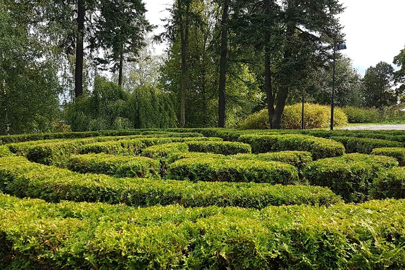 Vihreästä pensasaidasta tehty suuri labyrintti, jossa mahtuu ihminen kävelemään.