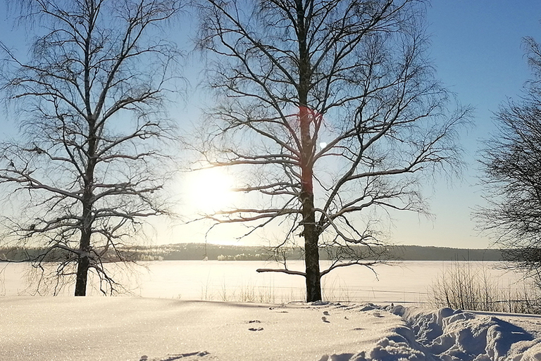 Lehdettömien puiden takaa paistaa aurinko kirkkaana ja valaisee järvenjään kauniisti.