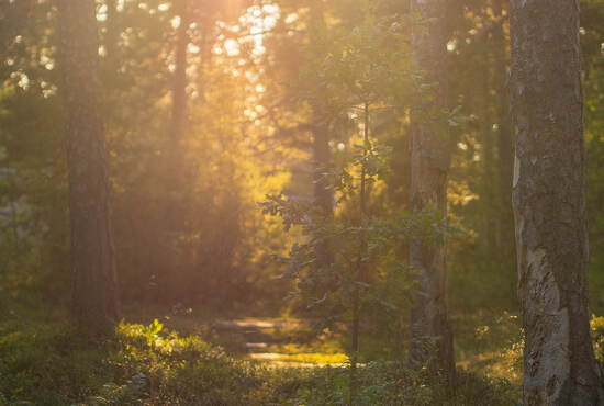 Aurinko laskeutuu puiden välissä syksyisessä metsässä.