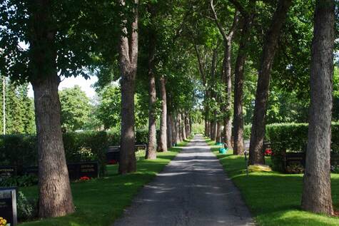 Hiekkakujan molemmilla puolilla on vihreää nurmikkoa ja hautakiviä rivissä ja isot vihreät lehtipuut ojentavat oksiaan kujan päälle.