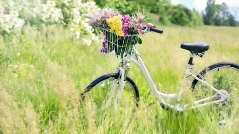Polkupyörä kesäisellä niityllä, erilaisia luonnonkukkia korissa.
