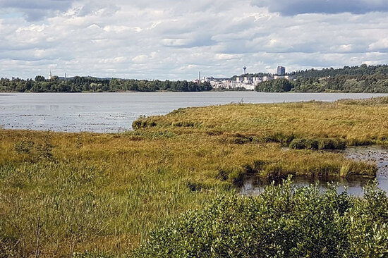 Ruohoittuneen järvenrannan takaa häämättää kaupunkisilhuetti.