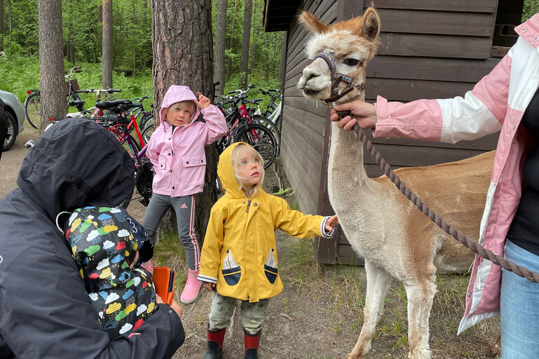 Pikkuinen lapsi ihmettelee alpakkaa.