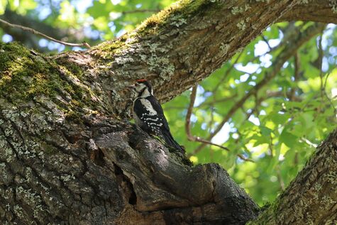 Käpytikka puussa Kalevankankaan hautausmaalla.