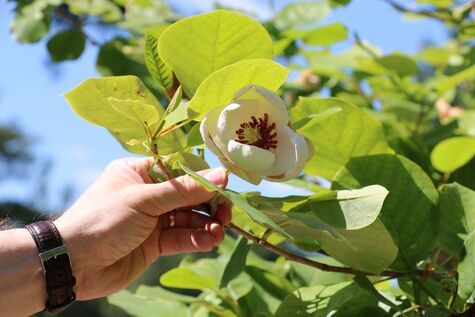 Magnoliapensas Kalevankankaan hautausmaalla.