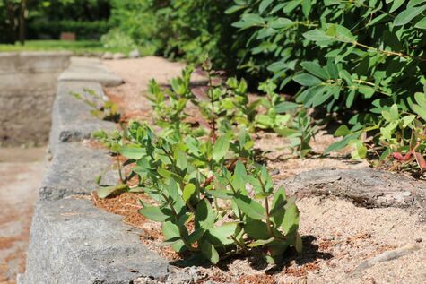 Maksaruohoa Kalevankankaan hautausmaalla.