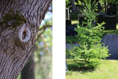 Paraneva oksankohta ja lehtikuusi Kalevankankaan hautausmaalla.