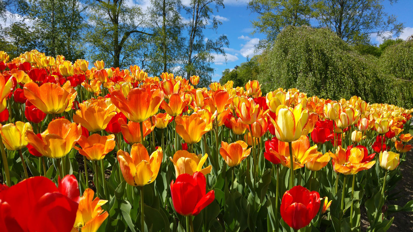 Hatanpään arboretumin keltaiset ja punaiset tulppaanit kukassa.