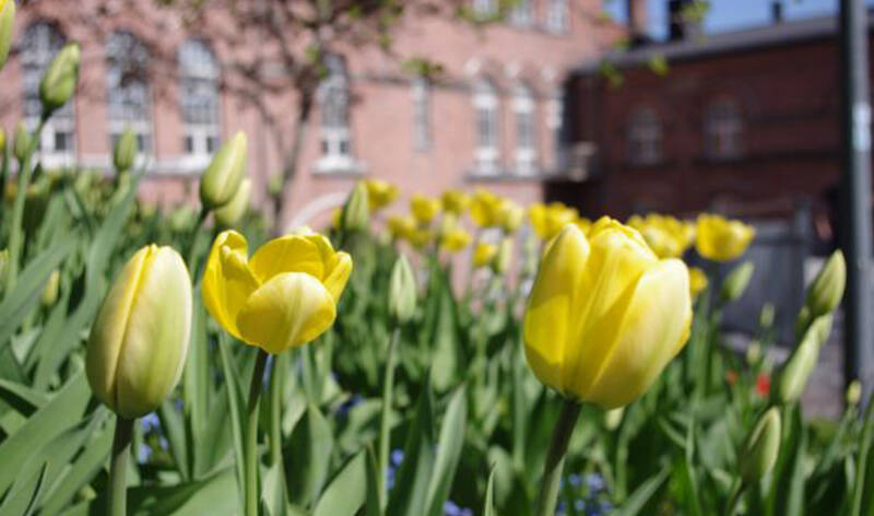 Aurinkoinen kuva keltaisista tulppaaneista Tampereen kaupungin keskustassa.