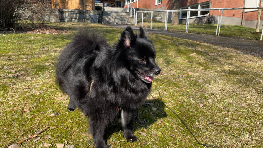 Musta koira seisoo kirkon edessä.