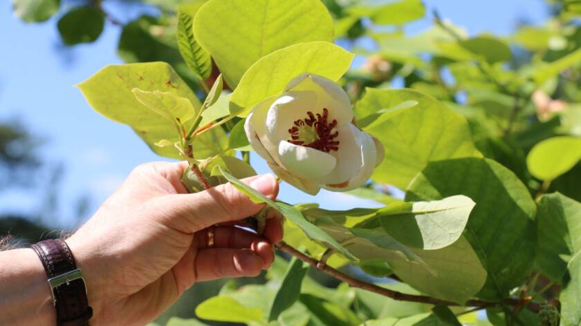 Magnoliapensas Kalevankankaan hautausmaalla.