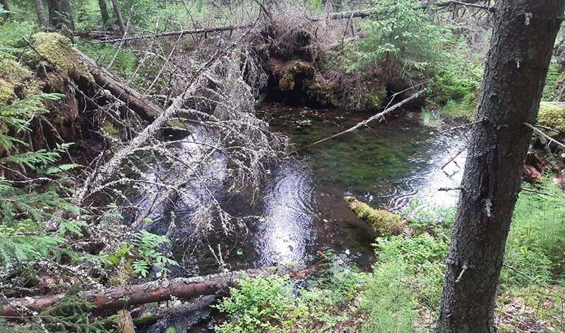 Vettä kaatuneiden kapeiden puunrunkojen keskellä.