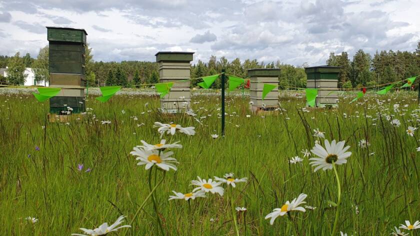 Mehiläistarhat Lamminpään hautausmaalla kesällä 2025.