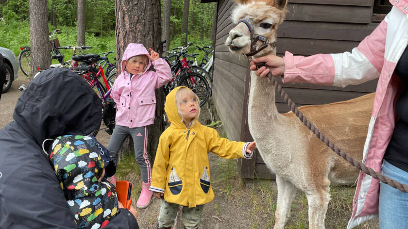 Pikkuinen lapsi ihmettelee alpakkaa.
