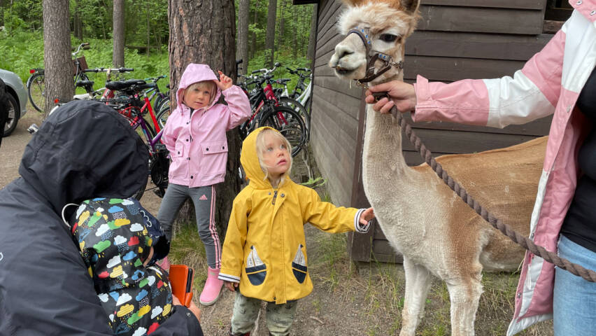 Pikkuinen lapsi ihmettelee alpakkaa.
