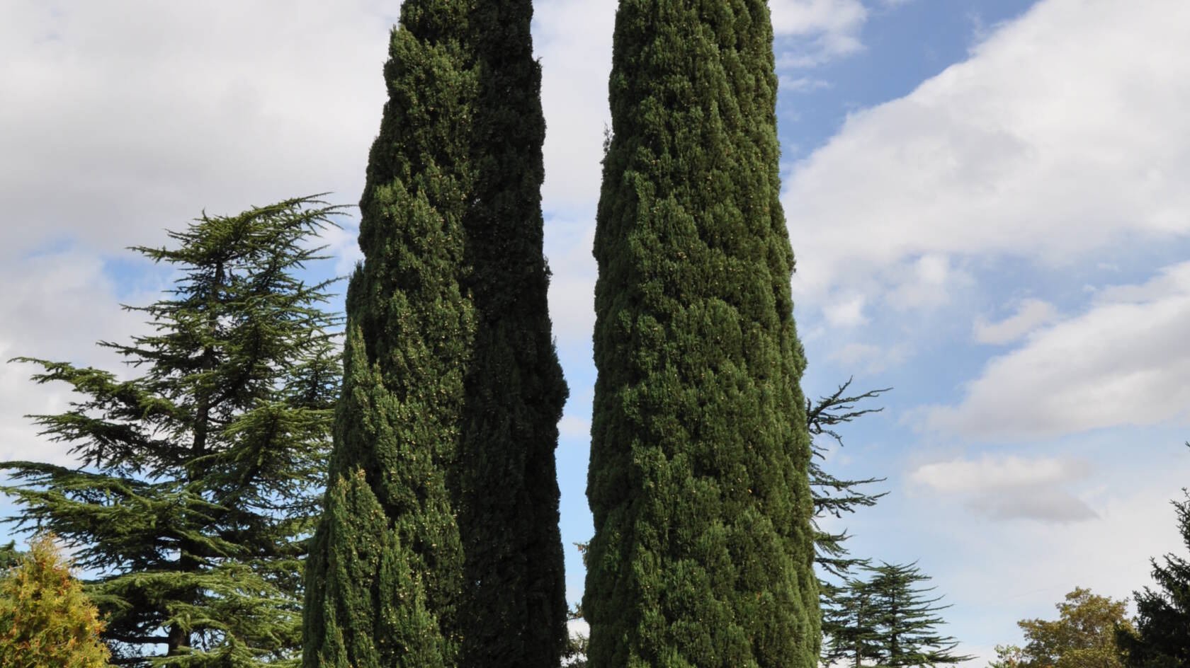 Mediterranean_Cypress