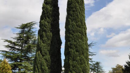 Mediterranean_Cypress
