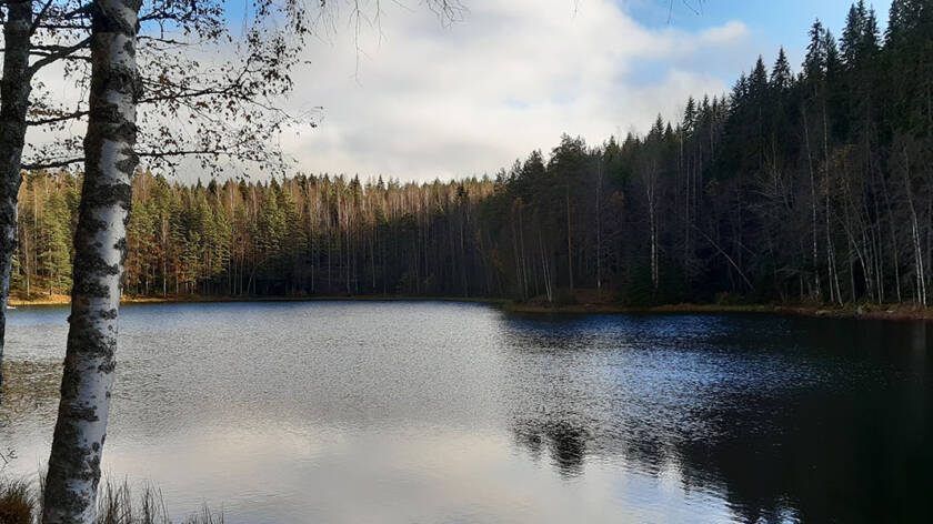 Kuvan reunassa näkyy koivuja, keskellä järveä ja takana metsää.