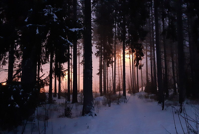 Illalla kuvattu kaupunkimetsä, jonka runkojen välistä näkyy valoa usvan läpi.