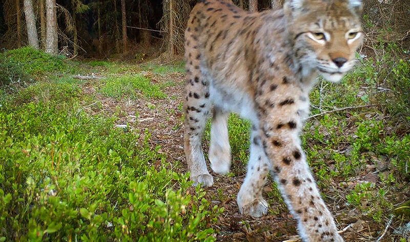 Ilves kävelee viistosti kohti kameraa.