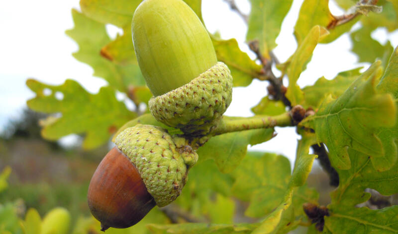 Quercus_robur_nut