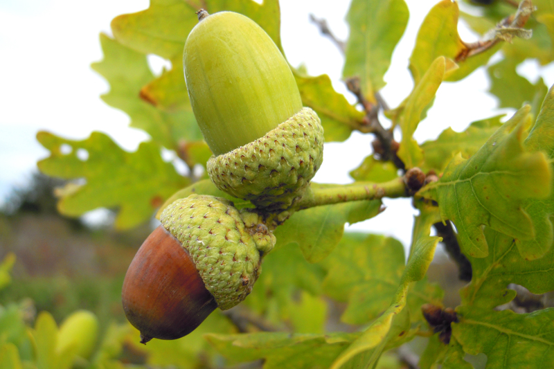 Quercus_robur_nut