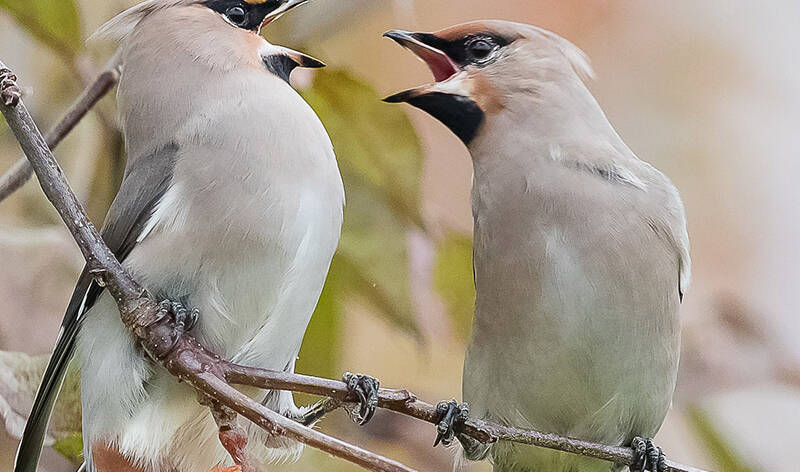 Kaksi lintua oksalla vastakkain nokat auki.