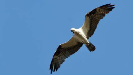 Sääksi kaartaa taivaalla siivet levällään.