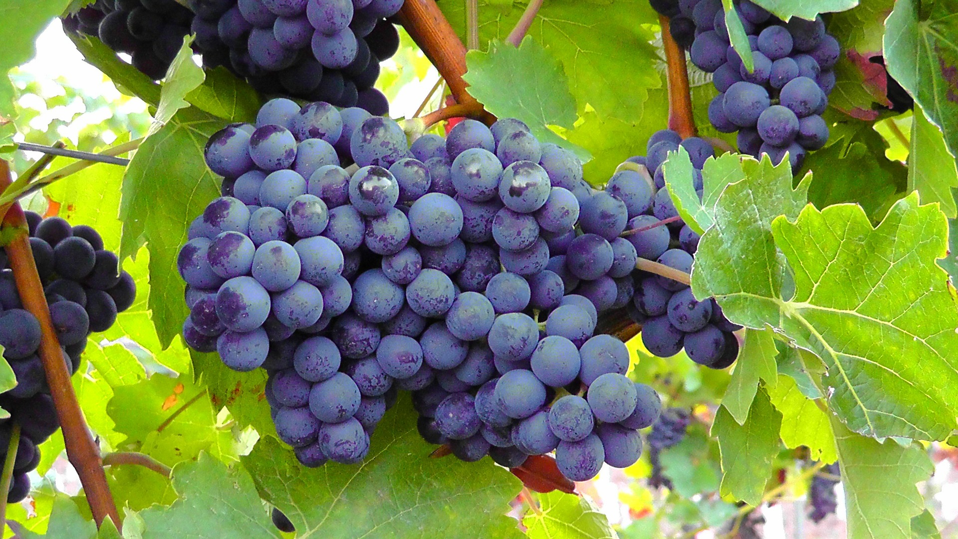 blue-grapes-77376_1920 blue-grapes-77376_1920