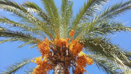 date-palm-614625_1920