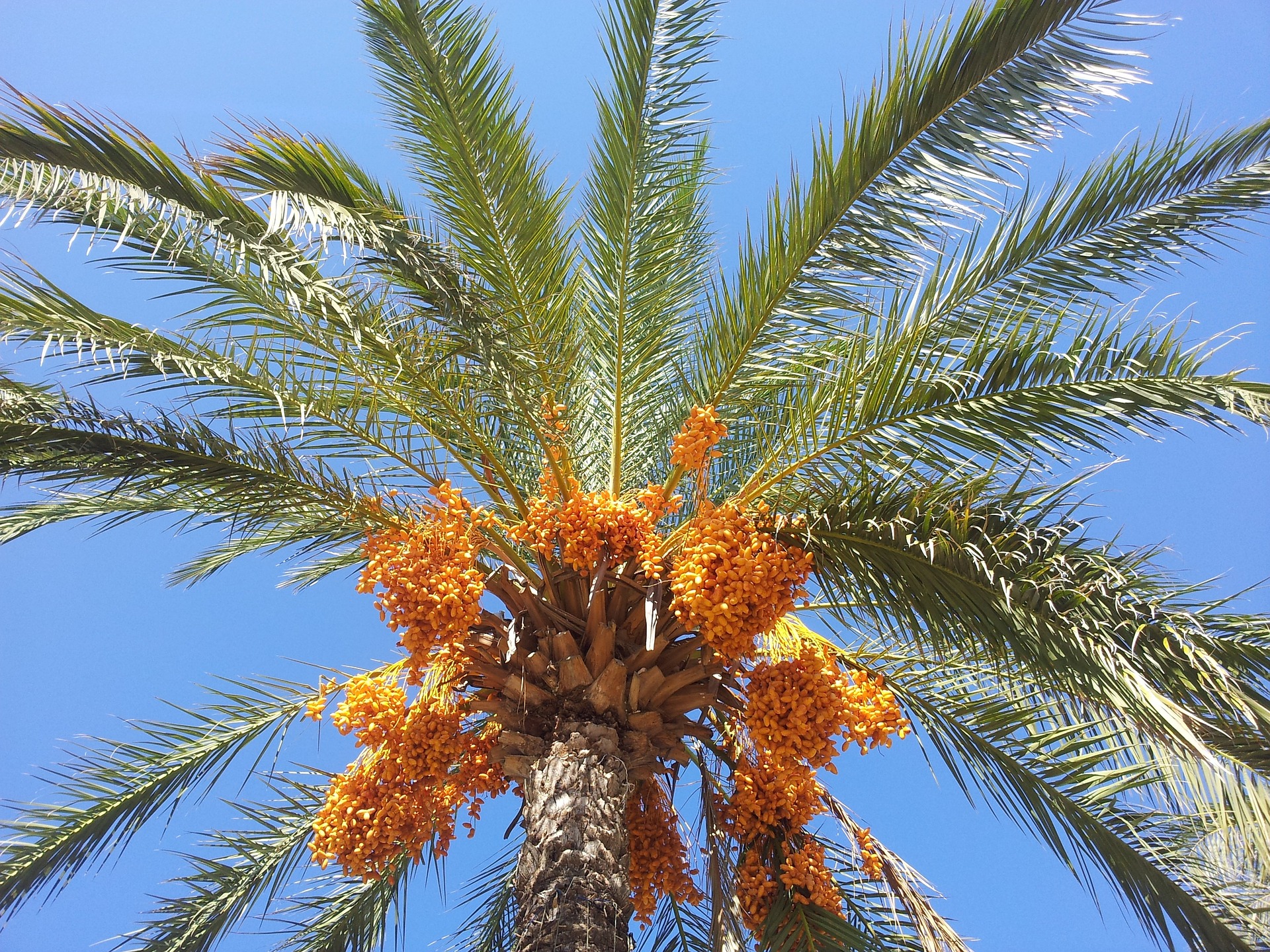 date-palm-614625_1920