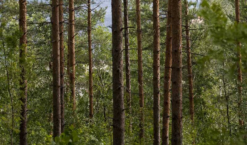 ekovinkki luontokäskyt_netti