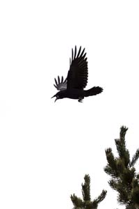 korppi_03