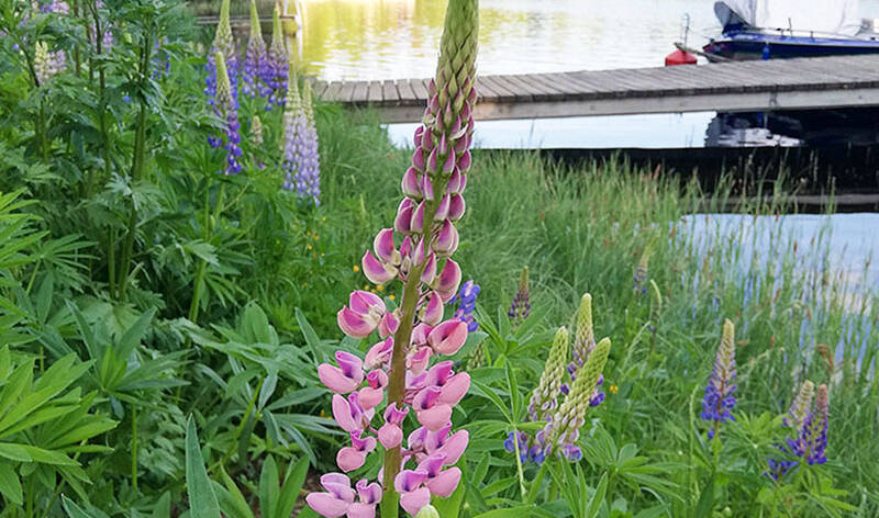 Etualalla keskellä on vaaleanpunainen lupiinin kukka, taustalla laituri.