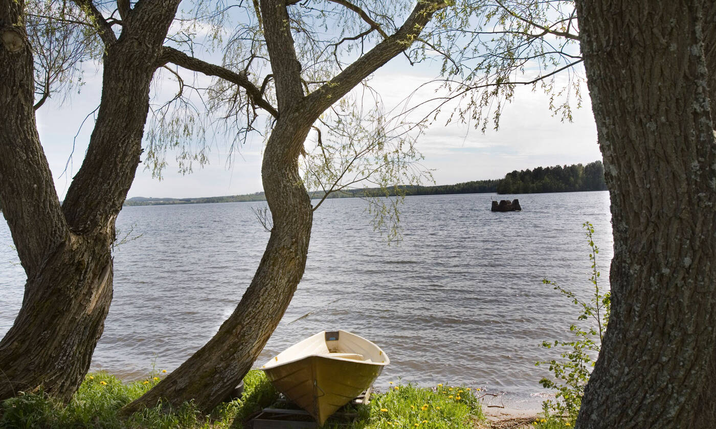 Kahden puun välissä on puinen soutuvene ja niiden takana järven selkä.