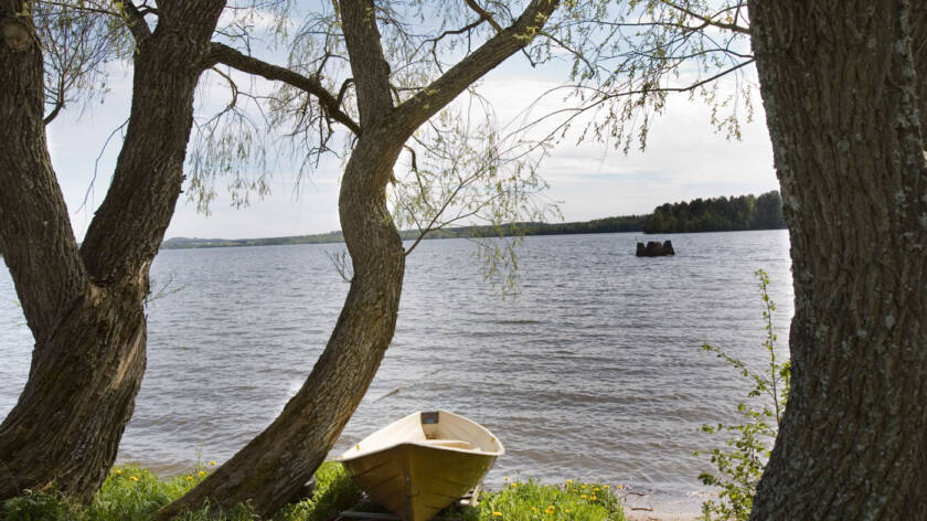 Kahden puun välissä on puinen soutuvene ja niiden takana järven selkä.