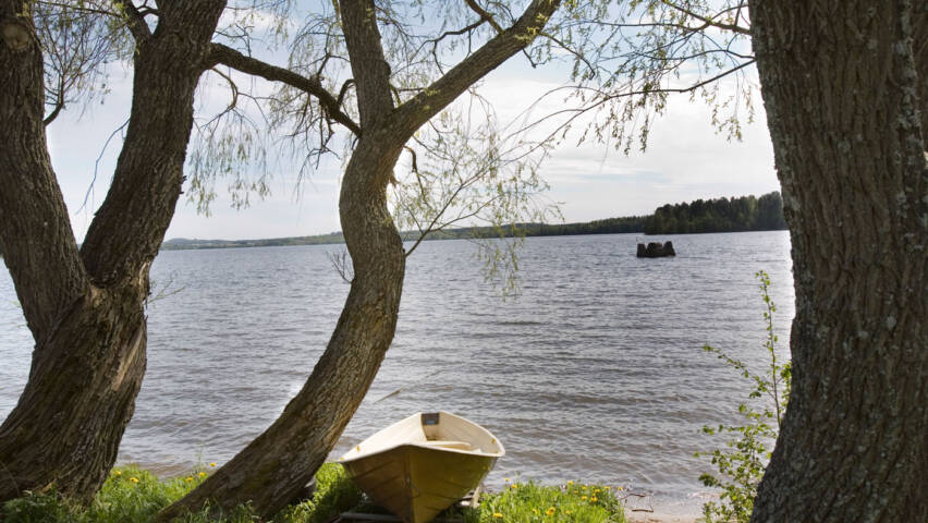 Kahden puun välissä on puinen soutuvene ja niiden takana järven selkä.