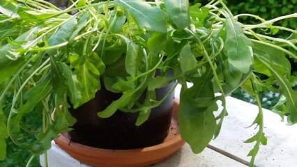rucola_ruukku