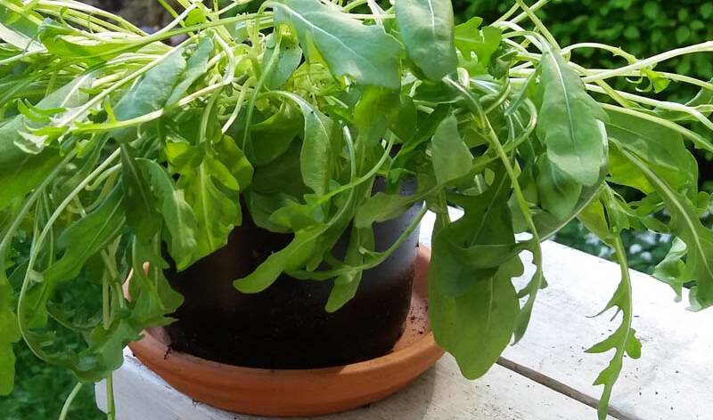 rucola_ruukku