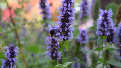 salvia_netti