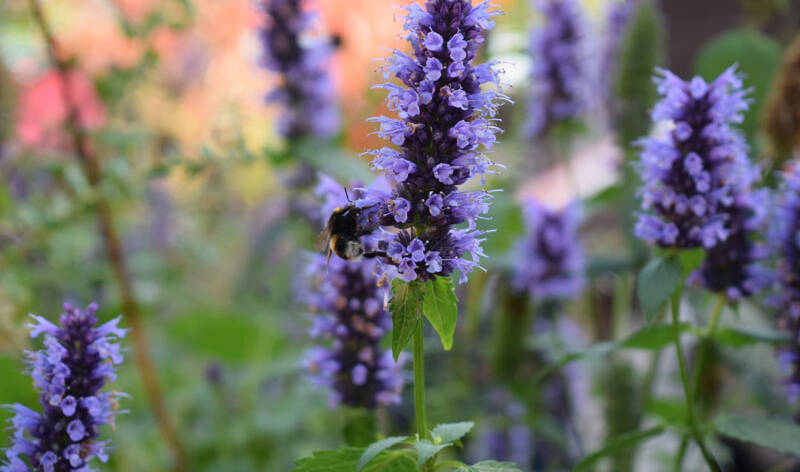 salvia_netti